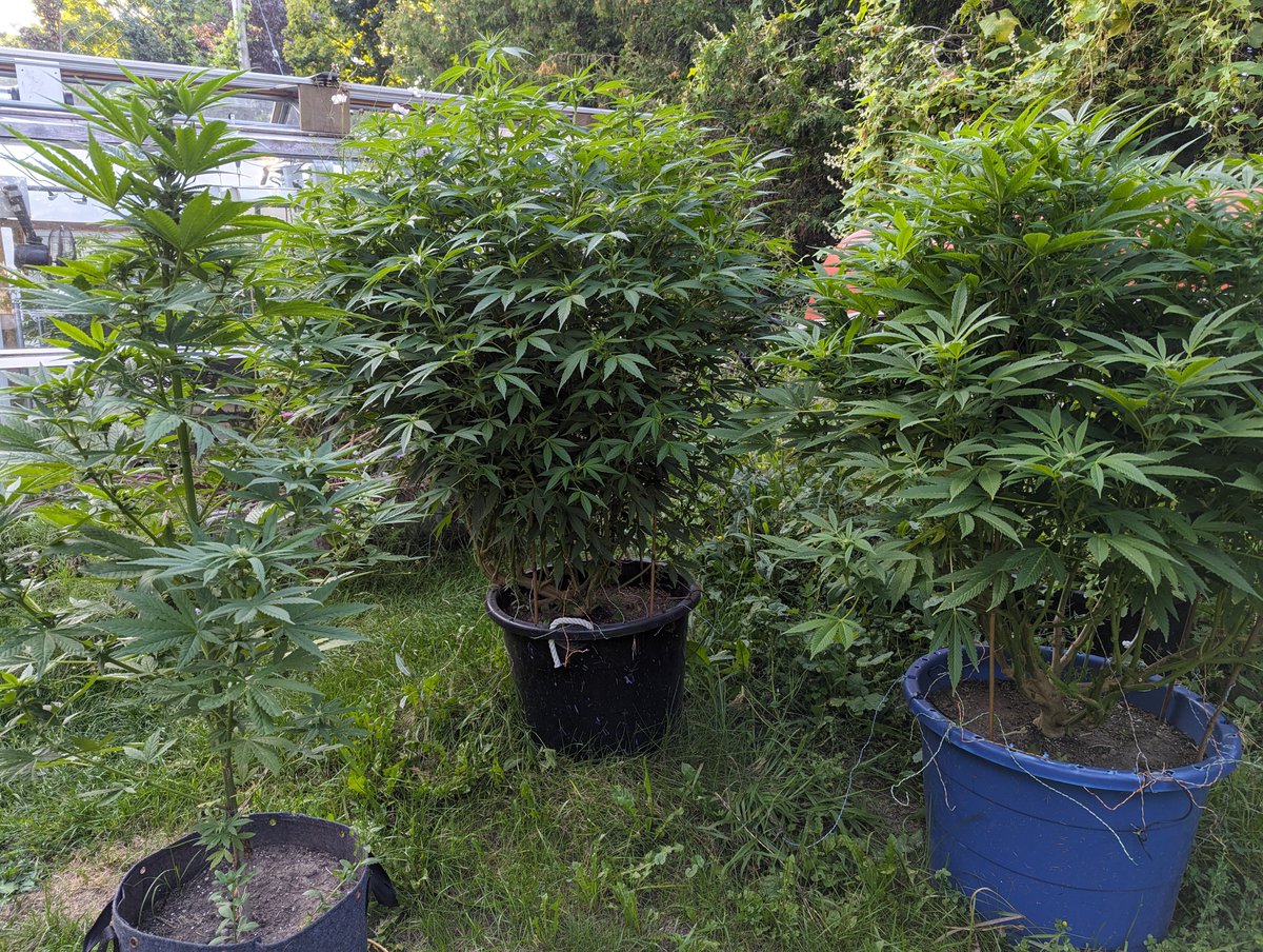 Gotta give the two bigger ladies a defol this weekend 💚🌱