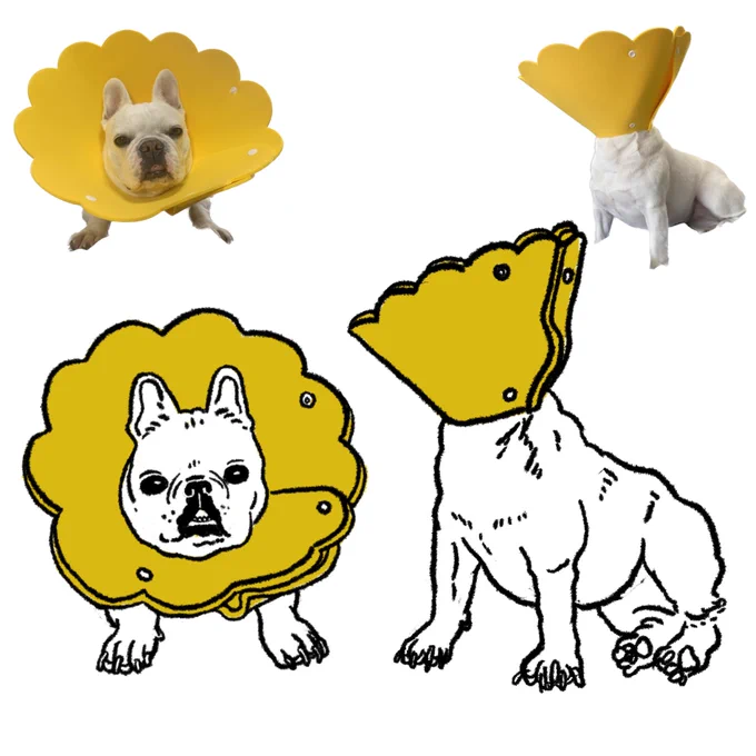 犬、初エリザベスカラーの記録 