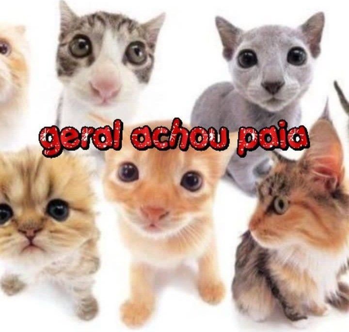 perfil dedicado a gatinhos e peitos on X: "geral achou paia a terceira imagem da sua galeria https://t.co/61FUCYnuH2" / X