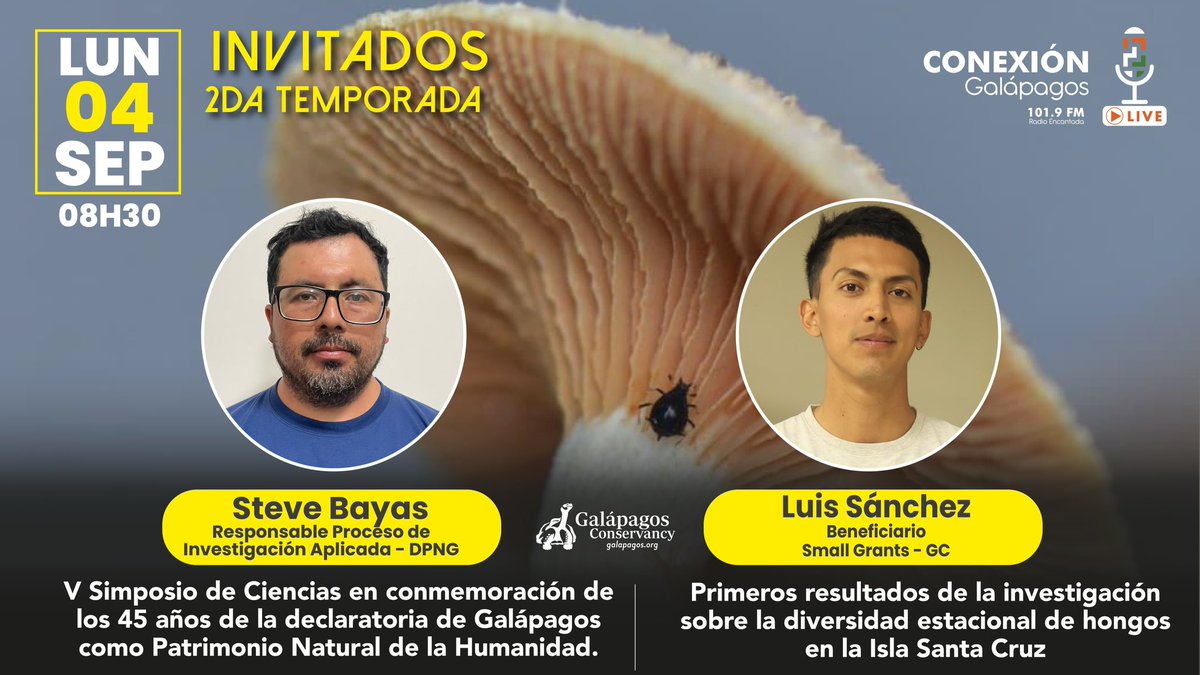¡No te pierdas “Conexión Galápagos”este lunes 4 de septiembre! Conoceremos a Luis de la #UTPL, quien lidera una investigación sobre hongos en Santa Cruz, y Steve Bayas del <a href="/parquegalapagos/">Parque Galápagos</a>, con quien hablaremos del V Simposio de Ciencias del PNG y <a href="/SaveGalapagos/">Galápagos Conservancy</a>. ¡Te esperamos!