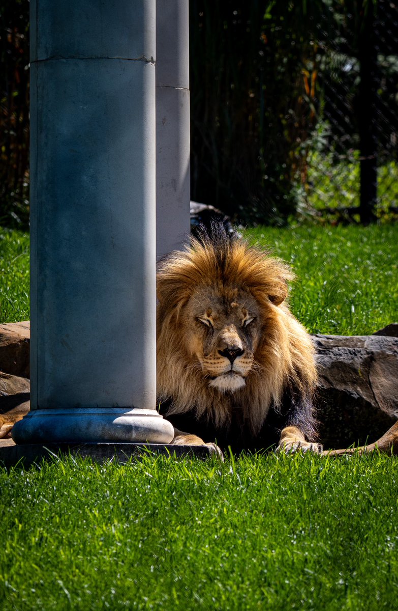 Lion from <a href="/TurtleBackZoo/">Turtle Back Zoo</a>