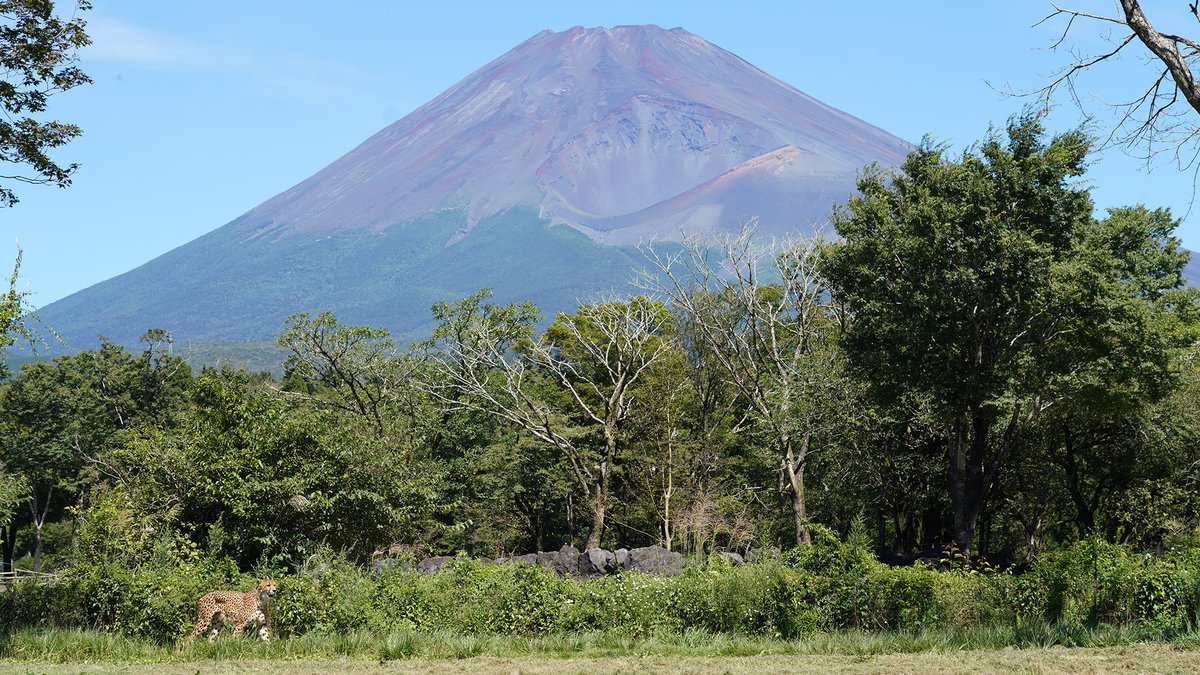 雄大な富士山と #チーター 🗻
富士サファリパークならではの景色 😌
　
#cheetah #動物と富士山　
fujisafari.co.jp/park/fujiview/…