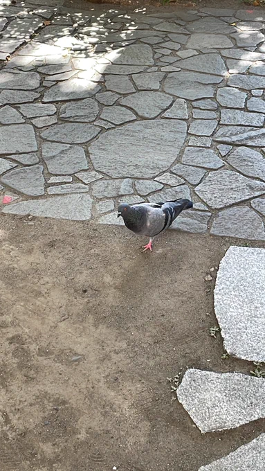 ハト 