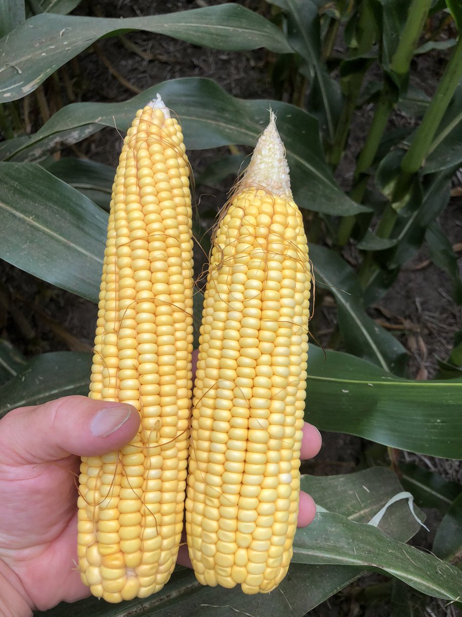 Southern MN/SD NK Team tweet media