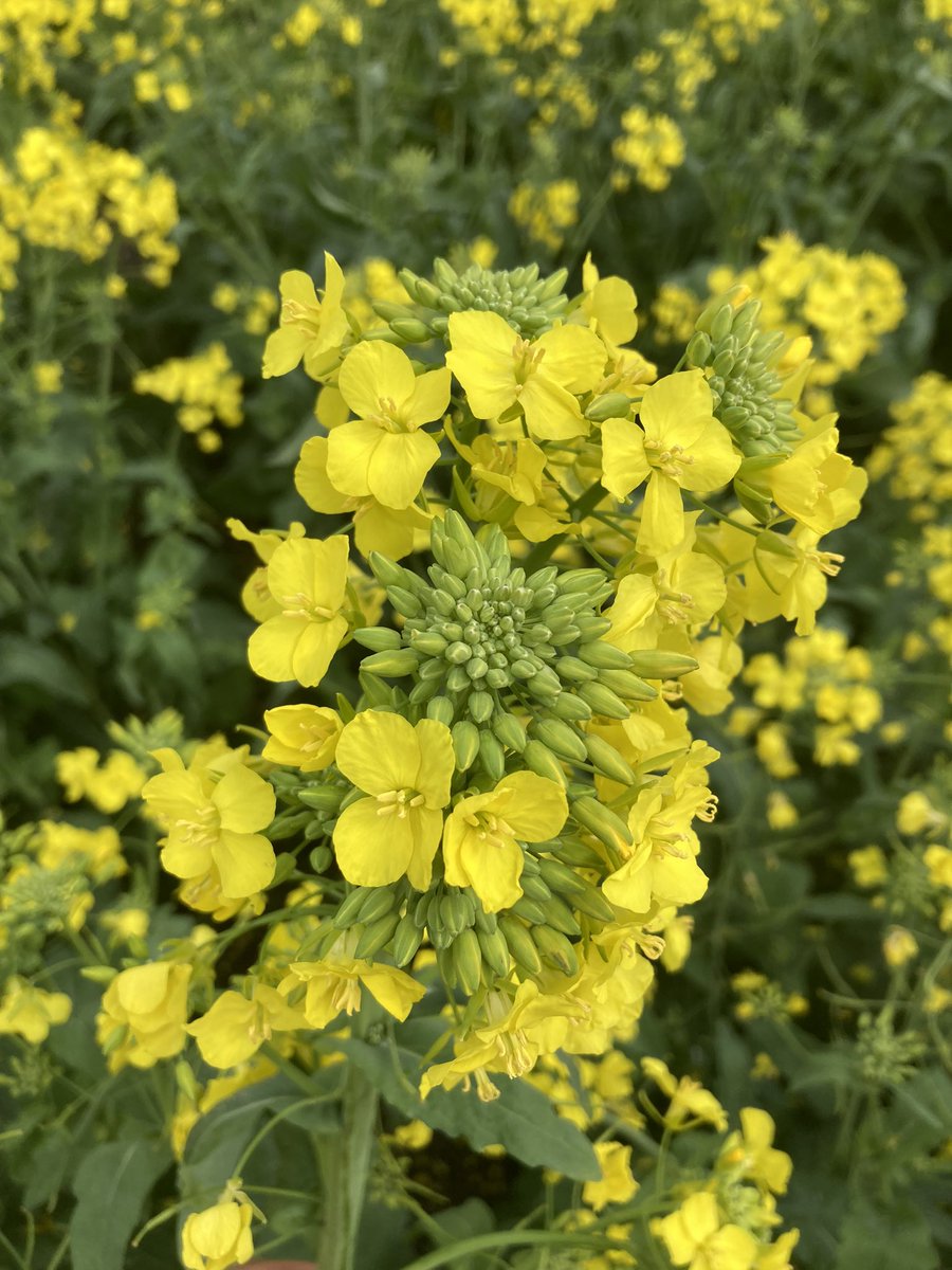 Daniel_in_Hort's tweet photo. I may be a nerd, but I think the flower on the right is cooler. https://t.co/rpOkzsohEo