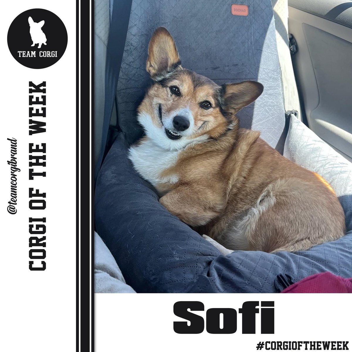 This week’s #CorgioftheWeek is Sofi!

teamcorgibrand.com/pages/corgi-of…

#TeamCorgi #CorgiCrew