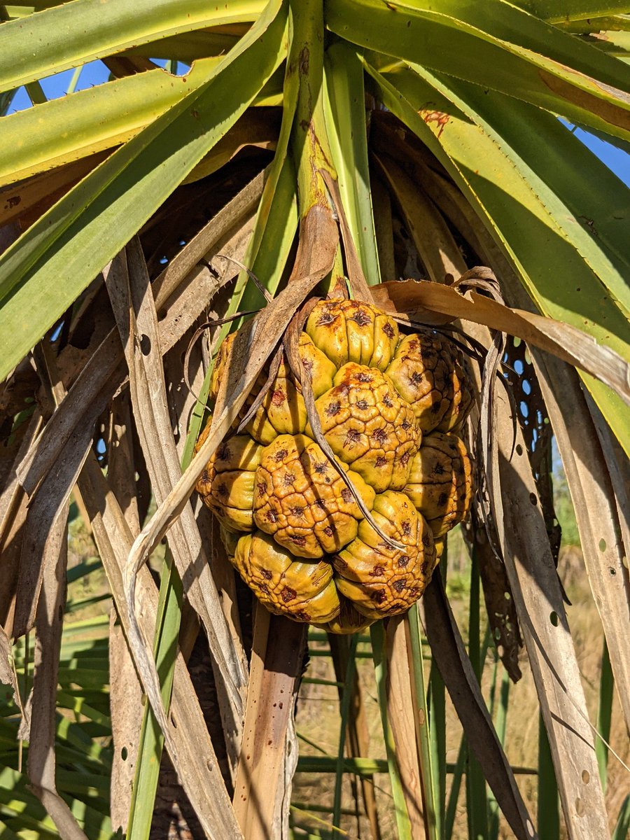 Kakadu is home to more than 2,000 plant species, three of which are Pandanus varieties. The most common Pandanus is the Screw Palm (Pandanus Spiralis), locally known as Manbelk in Kunwinjku language. 📸 Parks Australia