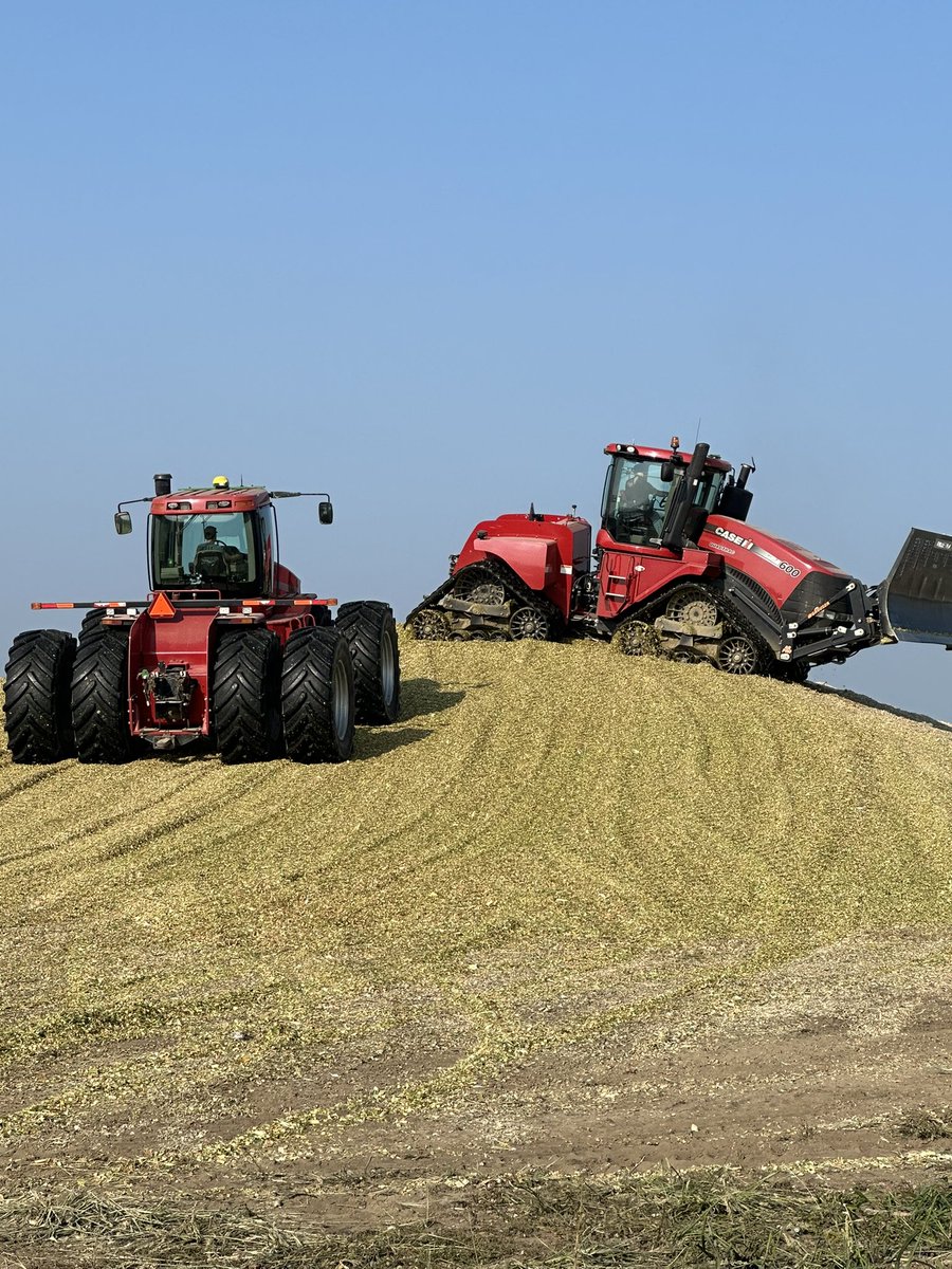 Sundown on a good day of harvest. Silage plot taken giving insight on stress tolerance after a year like this. <a href="/LGSeeds/">LG Seeds</a> <a href="/LallemandAnimal/">Lallemand Animal Nutrition</a>