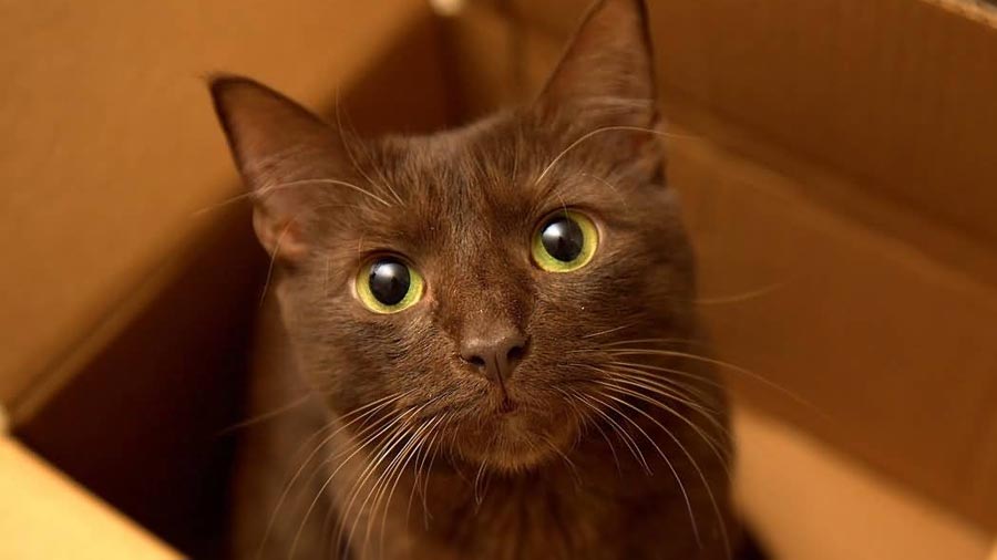 bootwtadoption's tweet image. .𖥔 ݁ ˖  a havana brown cat has appeared at your door! 

.𖥔 ݁ ˖ from - @abroadwaybug

.𖥔 ݁ ˖ to - @GenlossCafe

.𖥔 ݁ ˖ look! a note is attached to the box! it says, “ look, it’s falafel! “ 

.𖥔 ݁ ˖