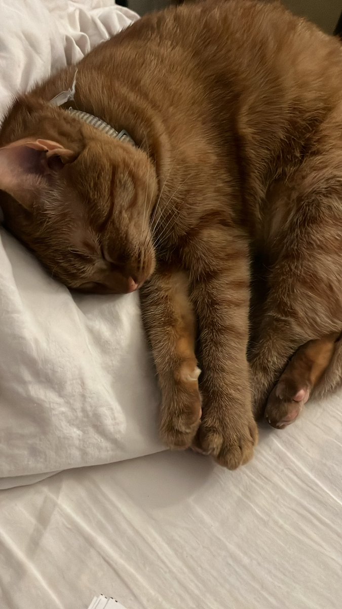 aprilthedreamer's tweet photo. The way my baby Kitty can’t wait for me to come home just so she can take a nap on my bed 🥲 💕 #mostprecious https://t.co/w3eiGWWTf0
