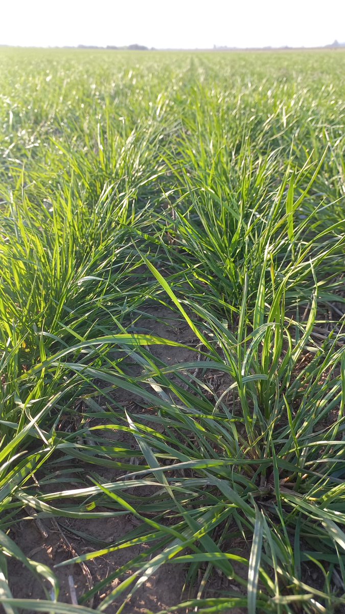 Germinar tweet media