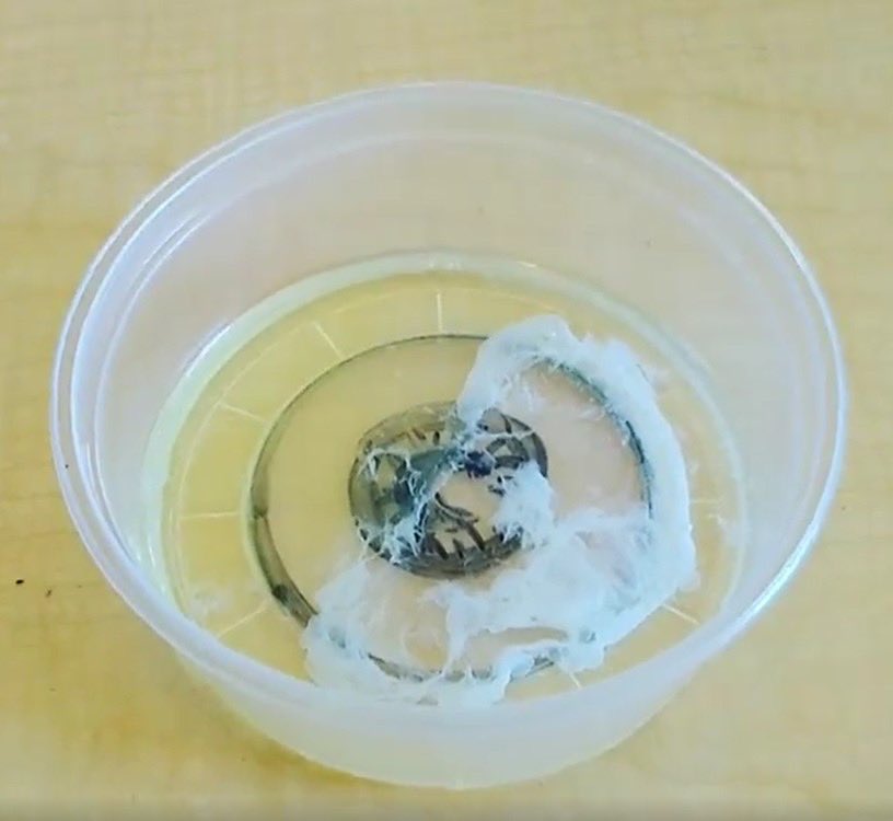 lang_science's tweet photo. Just a little scrambled eye lab to end lab safety.  1st lab of the year was a great success! https://t.co/o0vUzALtwO