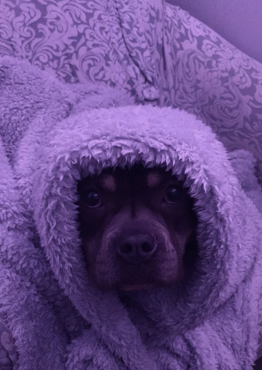MindOfMoira's tweet photo. #americanbully #Doggo #puppy #comfy https://t.co/2lsngLRffA