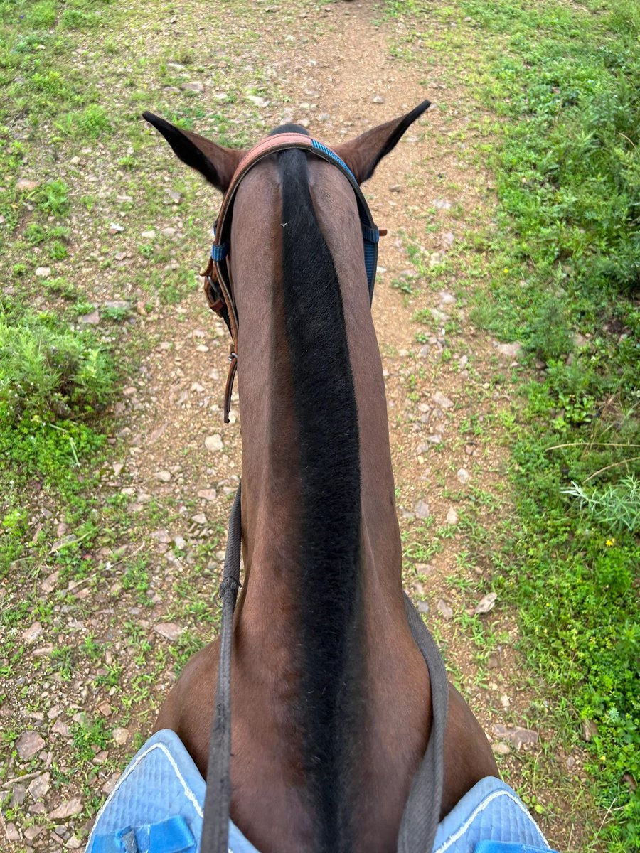 aryanejesusfer2's tweet photo. Life,  suitable for yourself is happiness. Do not be jealous, do not compare,  do not envy, do not force. Smile in the sunshine, run in the  storm!#friesiansporthorse #pferd #pferdesport #frison #dressage  #friendship #friesianhorse #friesianofinstagram #equestrianlife https://t.co/YoXVhmuu3b