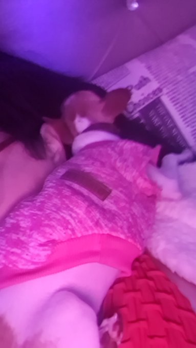 Meu melhor antidepressivo para n&atilde;o surtar de vez...  #PrefiroBichoDoQueGente  #Soraya #SorayaCarioca<a href="/tag/soraya"class="tags"><span>#soraya</span></a><a href="/tag/sorayacarioca"class="tags"><span>#sorayacarioca</span></a><a href="/tag/prefirobichodoquegent"class="tags"><span>#prefirobichodoquegent</span></a>