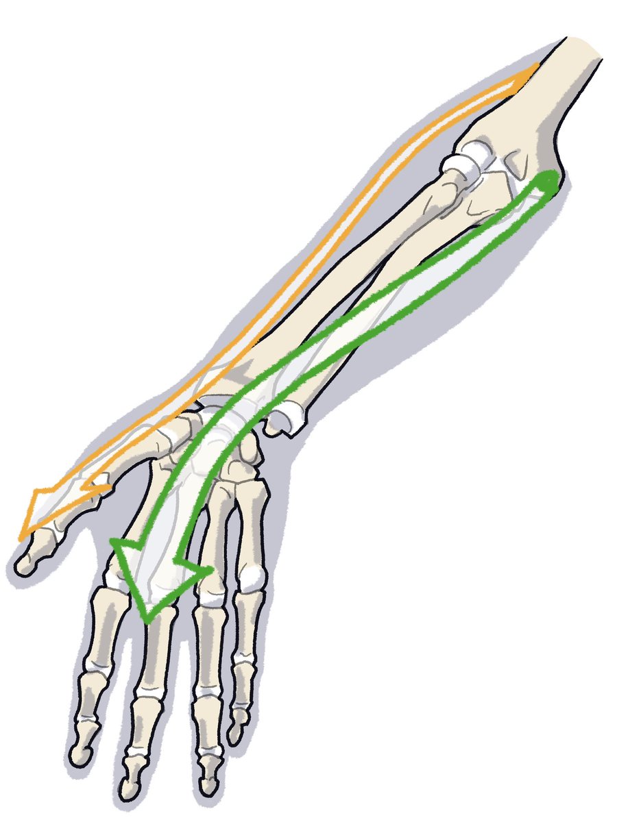 「筋肉は3種の筋群の走行と付着部を覚えます。1:屈筋群(緑)が上腕骨の内側上顆から」|伊豆の美術解剖学者のイラスト
