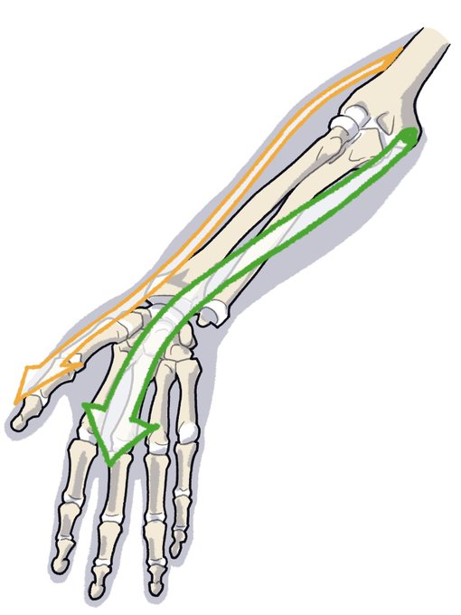 「伊豆の美術解剖学者@kato_anatomy」 illustration images(Latest)｜4pages