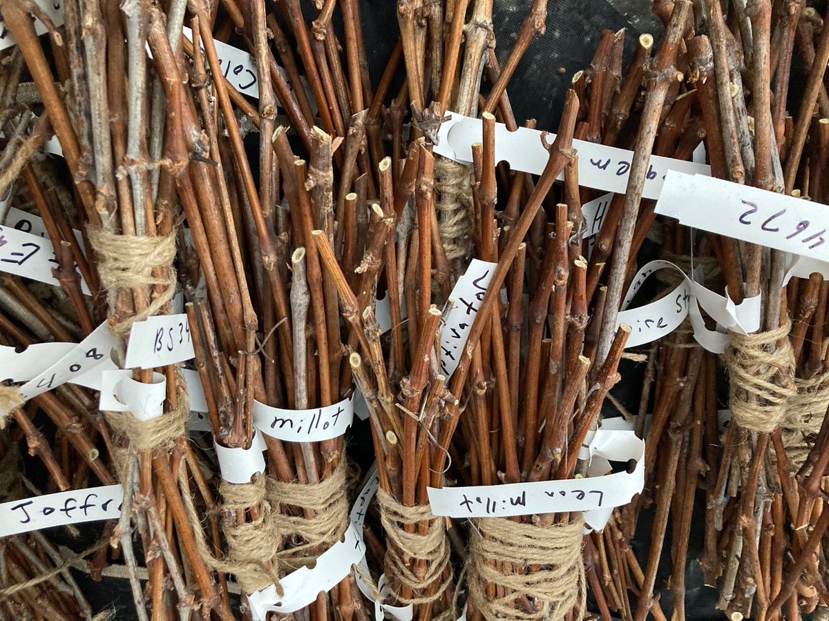 You can easily propagate new grape vines from cuttings. Learn how in my latest article written in collaboration with J. Stephen Casscles, a leading authority in Heritage and Cool Climate wine grape vines. wpawinepirate.com #wine #agricultural #gardening #vineyard #winery