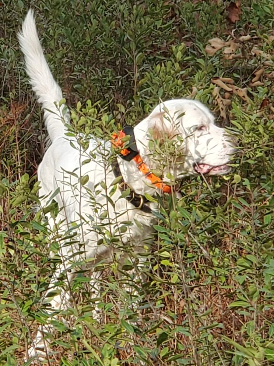 Cider is ready to roll.