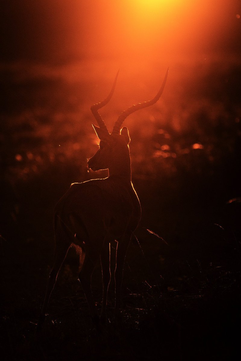 tapujaveri's tweet photo. @treskanica Impala at sunset. #masaimara #tapujaveri https://t.co/6Tf8Nf8cZe