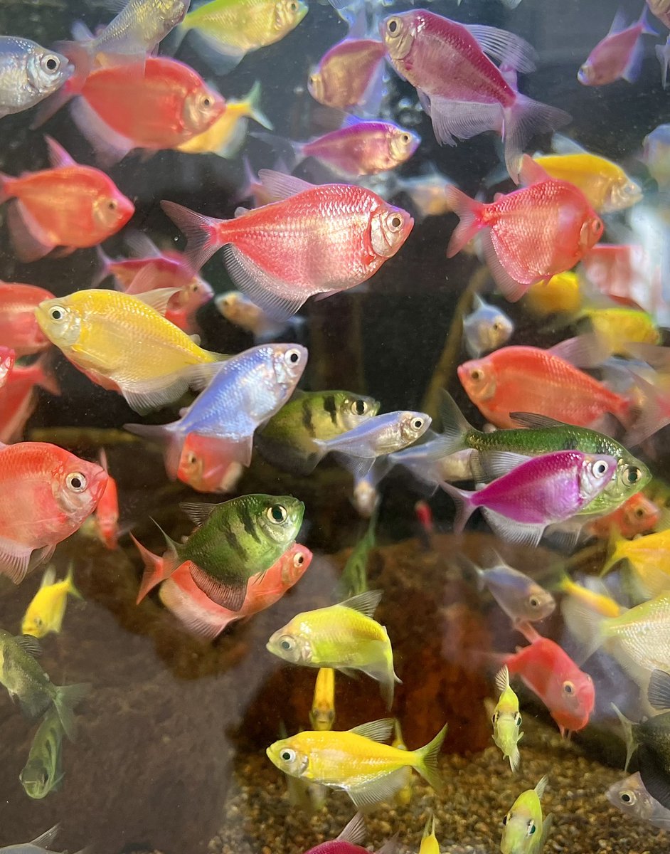vinowong's tweet image. Caught the underwater rave party of the year - these glow fish know how to light up the tank and boogie! 

#raveparty #glofish #everydayeverywhere #instagood #instadaily #fish #fishlife #colorsplash #lightitup #therapy