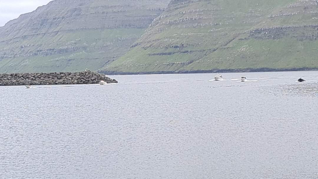 OceanicRescue's tweet image. "A pod has been spotted in Gøtuvík, Faroes. The decision has been made to tag the animals and the researchers are en route. Stay tuned for updates." 

facebook.com/OpBloodyFjords…

#OpBloodyFjords #tagging #notscience #cpwfuk