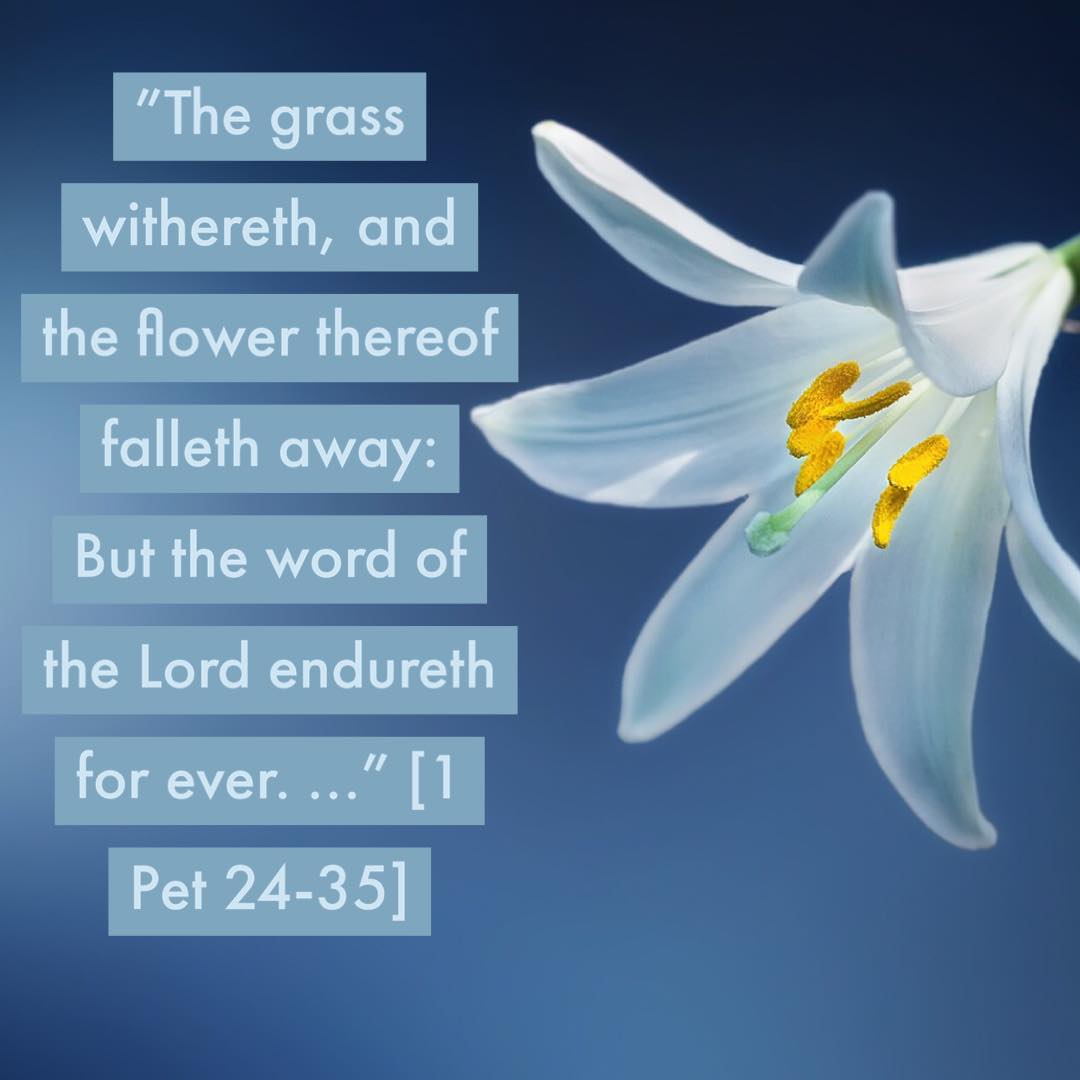 nekutwits's tweet image. Do not let that which is eternal be at the mercy of the transient. If the word of God matters in the hereafter, it should matter now.  #ObjectLesson🌺🌺