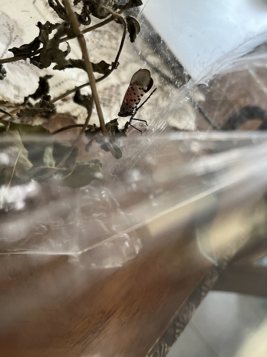 springtailparty's tweet photo. don’t mind me, just catching lantern flies before i leave my hometown https://t.co/jOCPbn6IXI