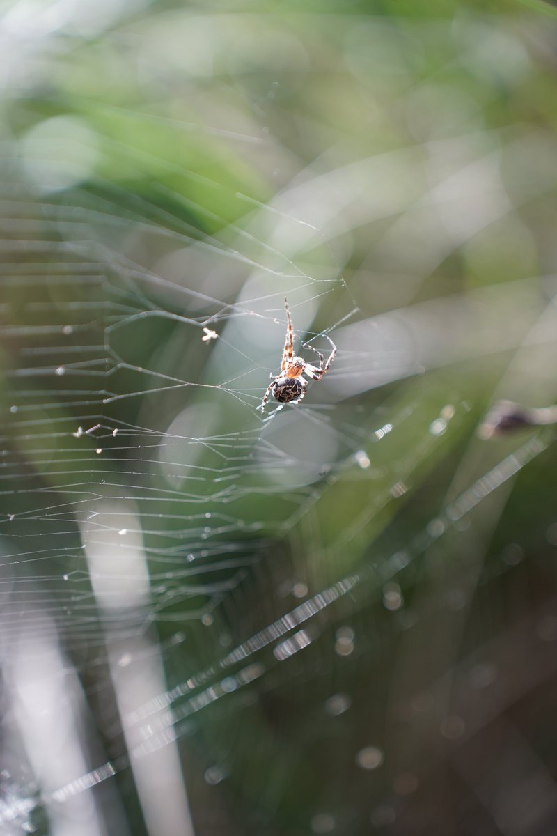 Caeshoot tweet media