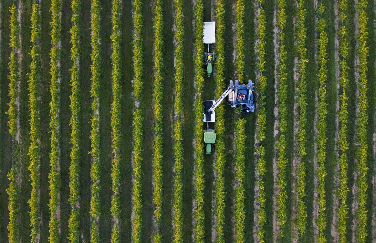 Just Missouri vineyard things 🍇✨🍷#drinkmowine #missouriwine