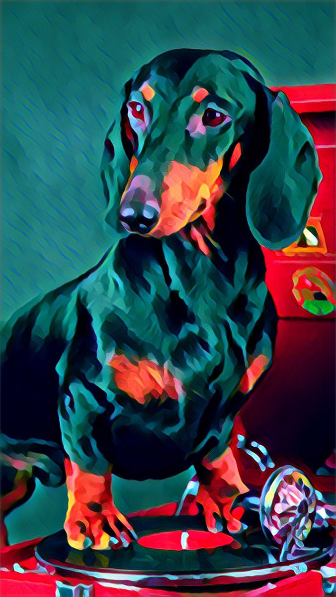 Akua622's tweet photo. Nursing aging dachshunds is not for weenies. As long as you remain the sole focus of their world, all is well. Put anything else first, PTSD therapy is next.” Mara💙💙 #LoveDogs #DogsFirst 💙💙 https://t.co/wQf3rL4dqW