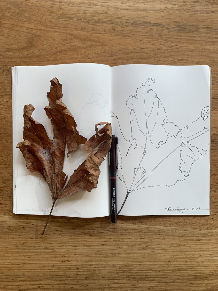 sam_grumont's tweet photo. Each morning at breakfast I sketch a leaf with a black ink micropen. #artoftheday #botanicalart #dailydrawing #inkdrawing #micropen #contemporaryart https://t.co/qmeuCqIdmW