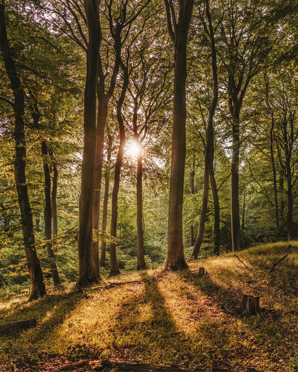Por alguna razón uno se siente mejor cuando sale a caminar por la montaña, la playa o por el medio del bosque 🌳

El estar en contacto con la naturaleza es bueno para la salud física y mental 💆

Cuidar la naturaleza también es cuidarse a uno mismo 💚