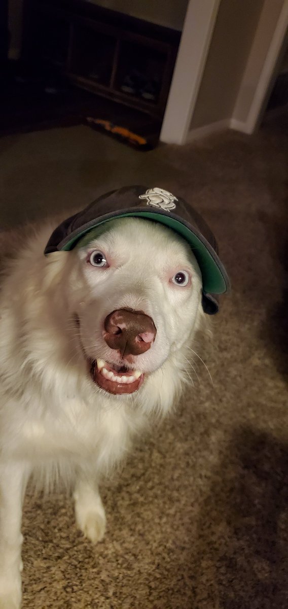 Spilled_Whiskey's tweet photo. heres a picture of #RightFieldSucks aka RuFuS
just because.
#GoCubsGo https://t.co/piddCBHb7P