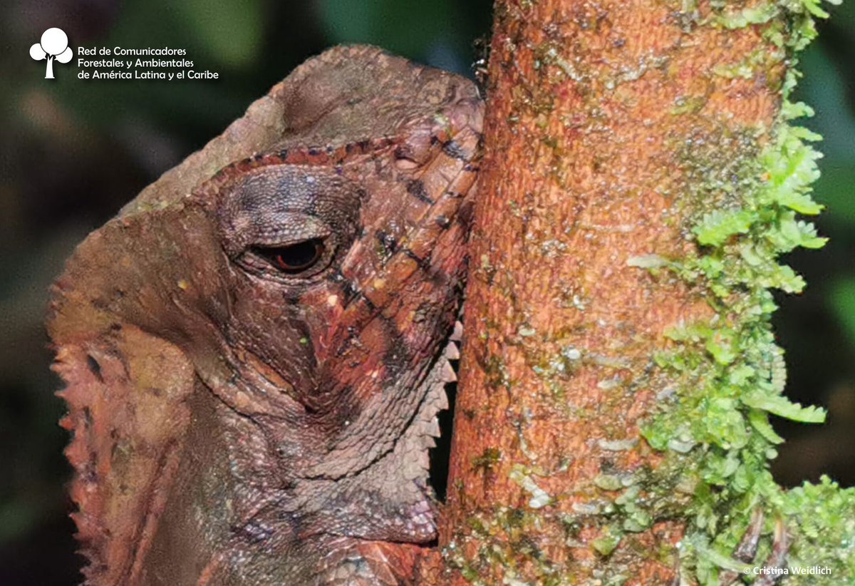 #DíadeEducaciónAmbiental
 Conoce el Perro Zompopo así en Costa Rica 🇨🇷 y Colombia 🇨🇴 como turipache cabeza lisa, cutete, iguana de casco o camaleón de casco. Habita desde el sur de México hasta Colombia.
F. goo.su/VzaK4
Cristina Weidlich 📸
#RECOFALC #Comunicación