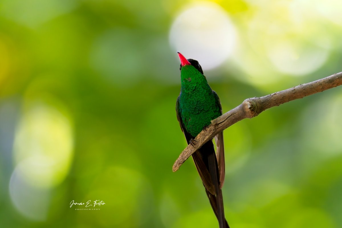 buggyfresh78's tweet photo. Say hello to the #national #bird of #Jamaica - the #endemic #Red-billed #streamertail aka #Doctorbird or #Scissors-tail #hummingbird! #Rocklands in #Anchovy, St. James.
.
.
#birdwatching #wildlife #animals #birdphotography #caribbean #birdsseenin2023 https://t.co/7mHC3ZON1n