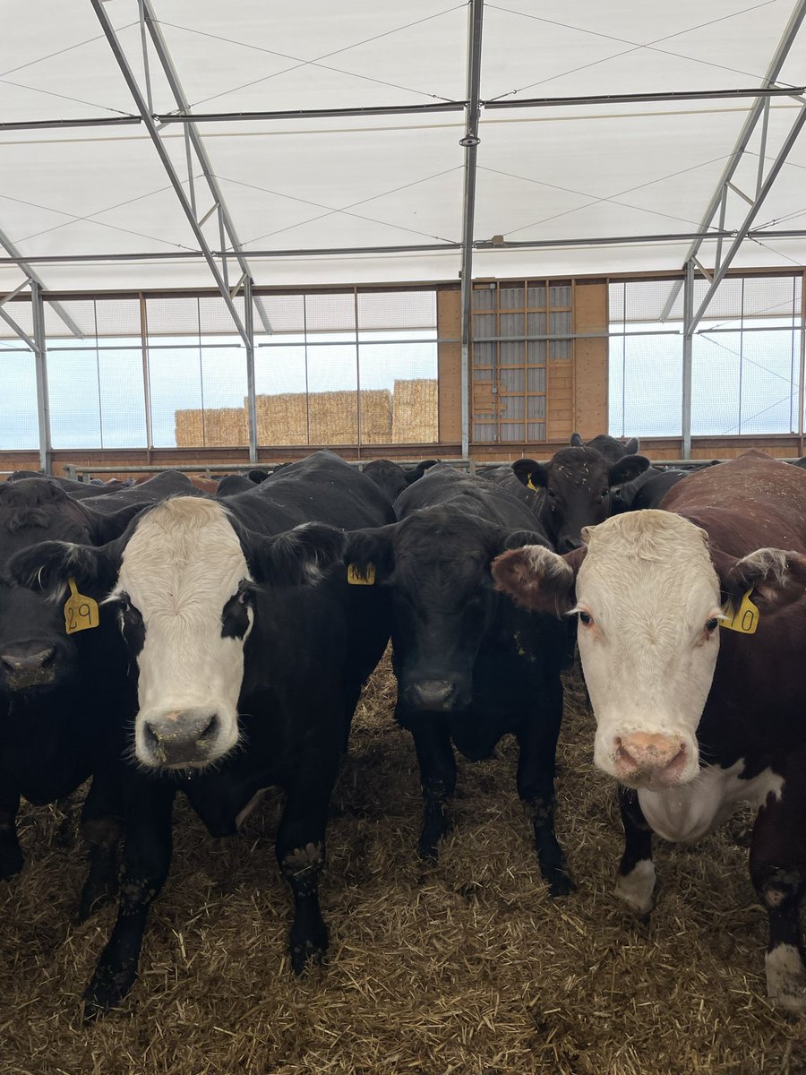 Sarah Starratt tweet media