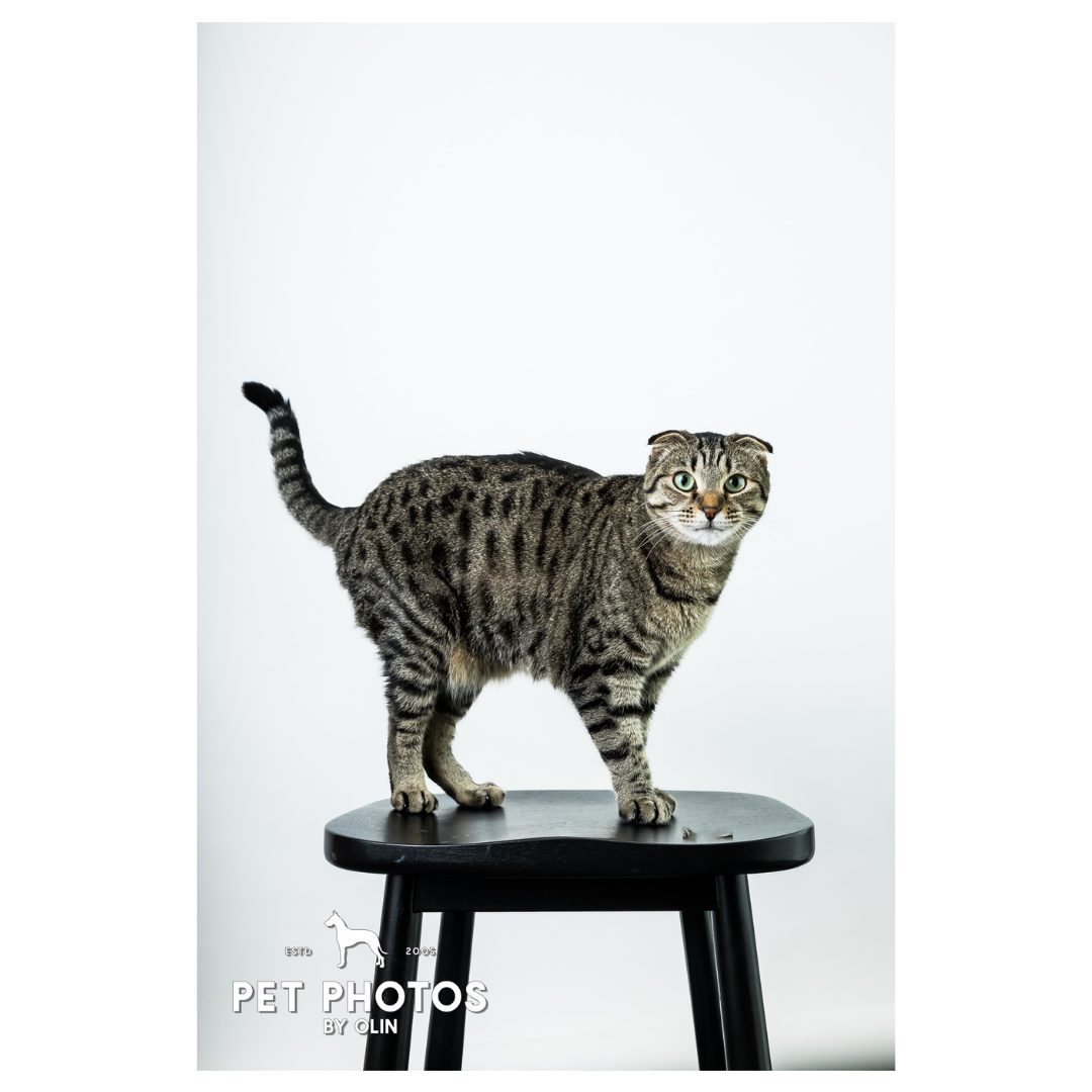 Another perfect shot from our kitty friend 😻

#cat #catsofig #catphotographer #petphotographer #petportraits #sacramentocats #sacramentophotographer