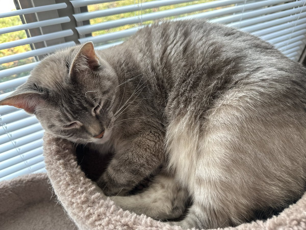 laurensachaos's tweet photo. Margaret has a growth in her mouth and she needs surgery, chest and dental X-rays, and testing for cancer.

Any help is appreciated, even a retweet - or you can go to my tiktok (laurenfindsthemiddlepath) and interact with/repost my videos 💕 https://t.co/eViS6uc5Sw