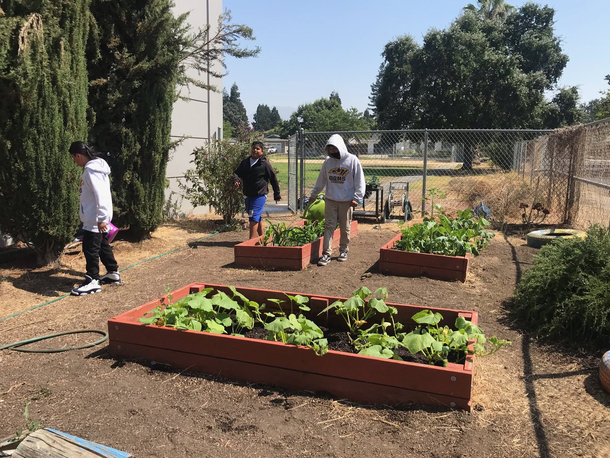 Over the summer and early back our student have spent time fixing up their Indigenous Garden with the help of our staff and Mr.Walker we were able to bring our Garden back to life. They are finally seeing the benefits of their hard work #OGCARES @CARES_ELP