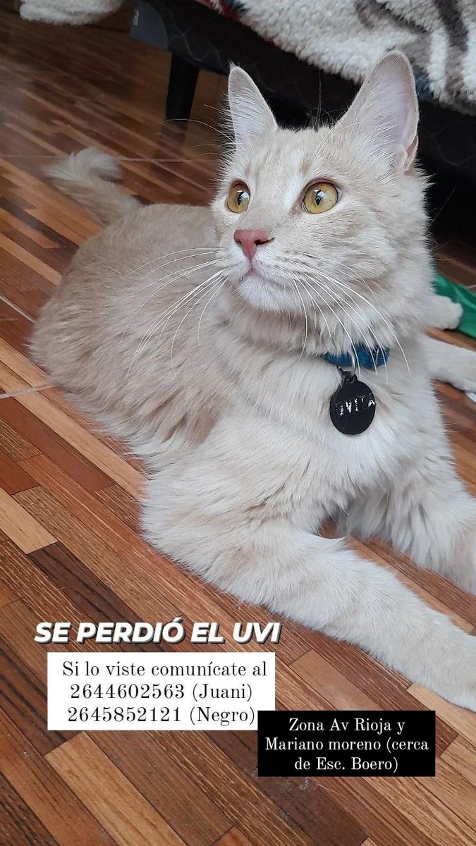 Mi estabilidad mental depende de que aparezca mi gato. Si lo vieron porfa chiflen
