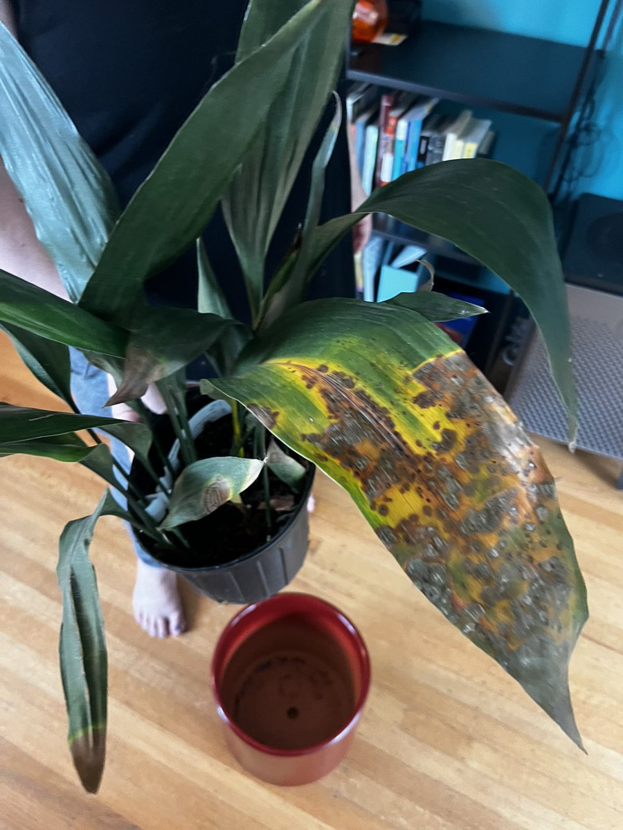 Dana 🏳️‍🌈🔬 tweet media