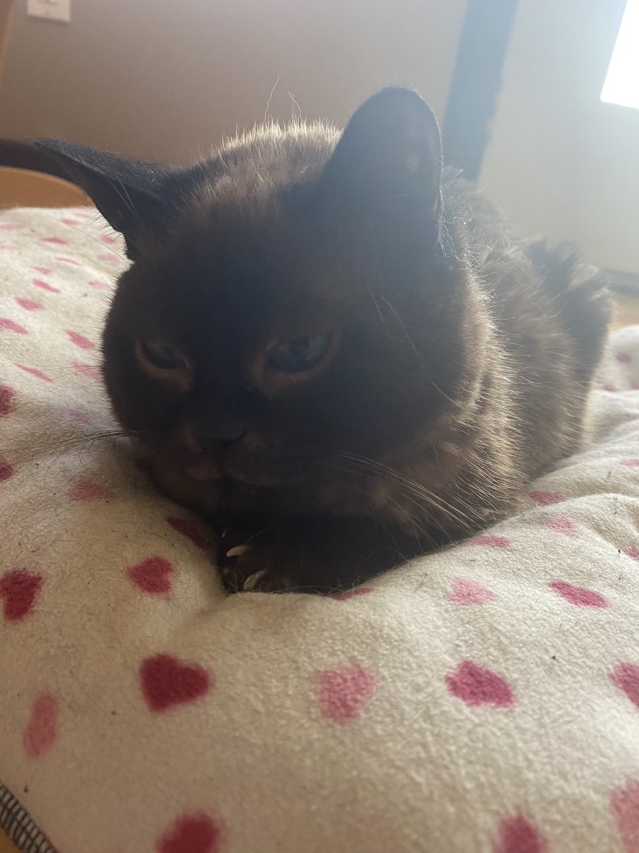 ForeverKitten's tweet photo. https://t.co/ZfMYoFESkF
