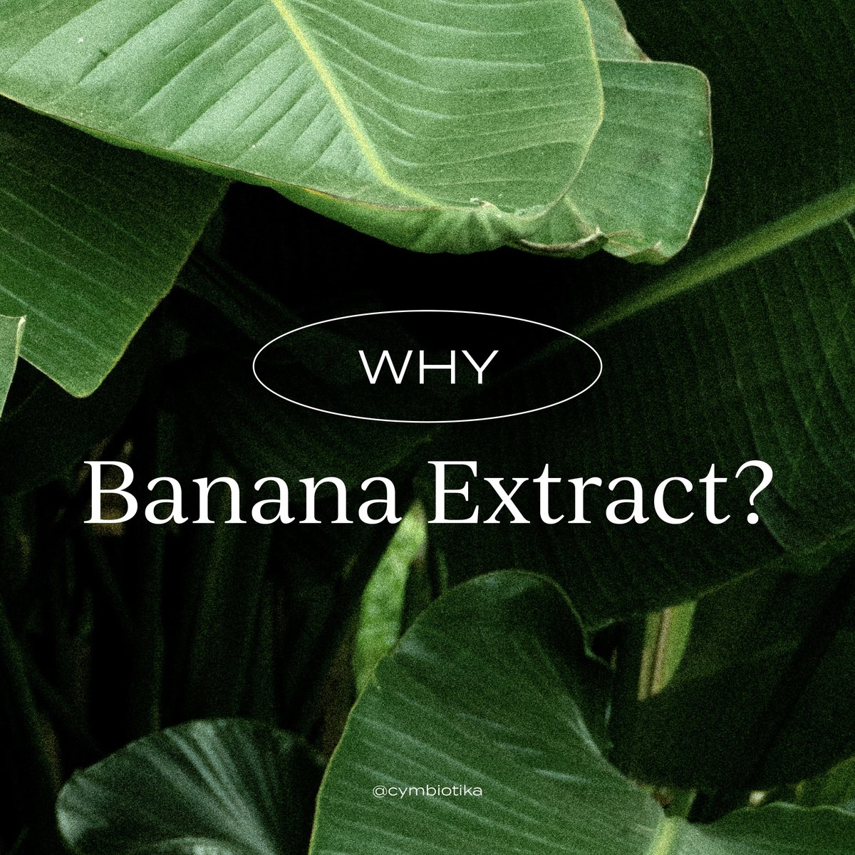 CYMBIOTIKA tweet media