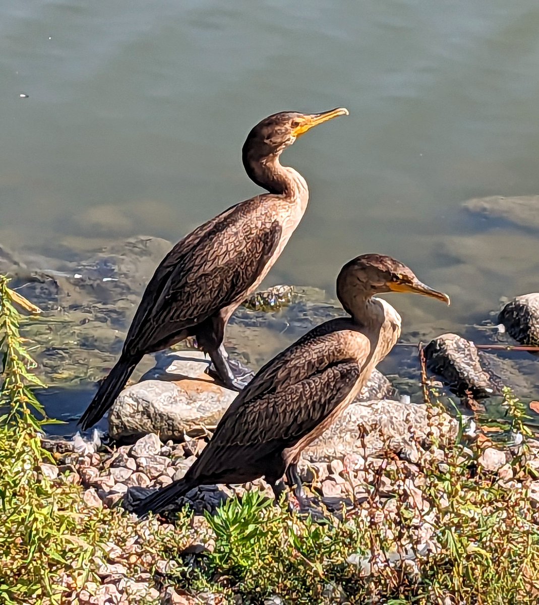 Spothe's tweet image. A couple of double-crested cormorants sunning themselves on a late August afternoon. Thank you @dmaluk1 for helping me with the ID. ❤️ #Winnipeg #ExploreMB