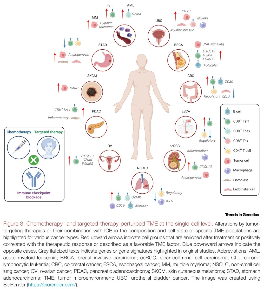 Looking for insights from and datasets of single-cell profiling of treatment-perturbed human TME (tumor, blood, TDLN, etc.)? Check out our latest review titled "Single-cell dissection of tumor microenvironmental response and resistance to cancer therapy".