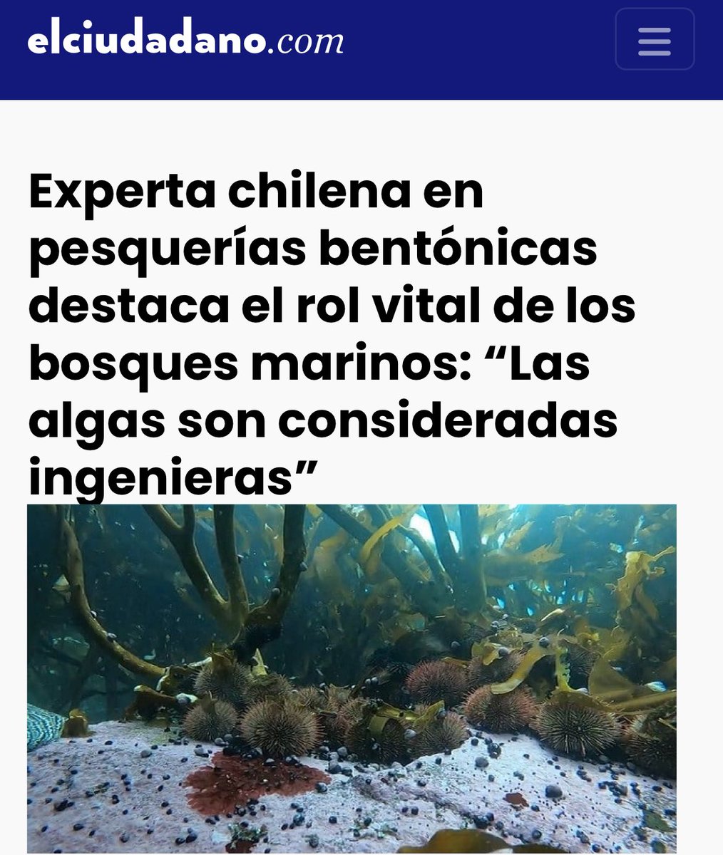 Experta chilena en pesquerías bentónicas destaca el rol vital de los #bosquesmarinos: “Las algas son consideradas ingenieras”.

Nancy Barahona subraya la importancia de estos ecosistemas submarinos en la #Patagonia, protegiendo y alimentando la vida marina .

Info via