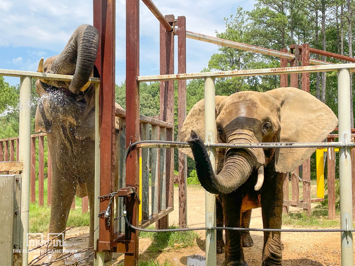 ElephantsTN's tweet image. Care Staff watched as Nosey allowed Jana to touch her back, legs, and tail. When Nosey began to gain more confidence and familiarity with how Jana would react, she turned toward Jana, and the two touched trunks.