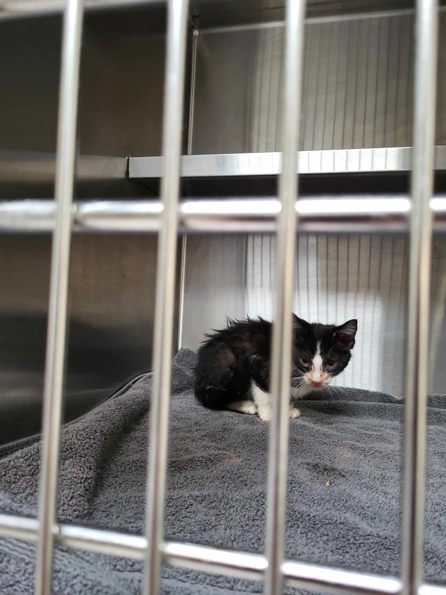 MIAnimalAdopt's tweet photo. Today our President and Animal Care Network Manager rescued a sick kitten. Success! We also had a full crew, including our board, staff members &amp; volunteers to clean out one of our storage units. What a productive day for @MIAnimalAdopt! #animalwelfare #animalrescue #cats #dogs https://t.co/BNCA1V6Wyd