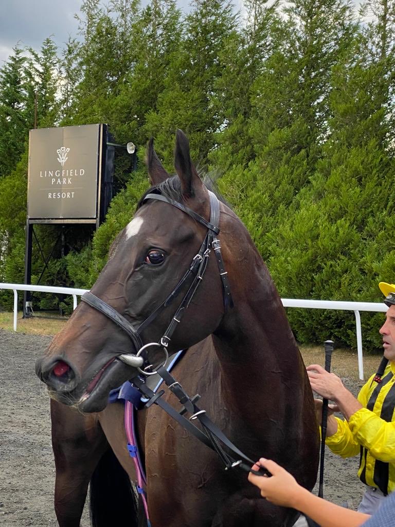 Hold Your Horses Racing tweet media